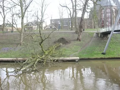 door wind omgevallen boom op dijk